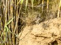 Mochuelo europeo - Athene noctua - Mussol comú