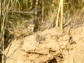 Mochuelo europeo - Athene noctua - Mussol comú
