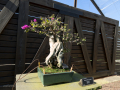 Botanico