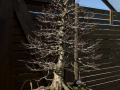 Botanico