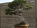 Botanico