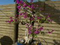 Botanico