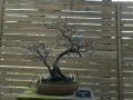Botanico