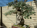 Botanico