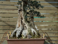 Botanico