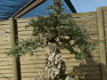 Botanico