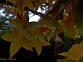 2015-10-25_024