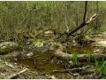 Montseny_001.jpg