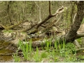 Montseny_002.jpg