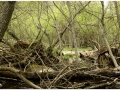 Montseny_003.jpg