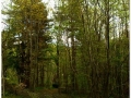 Montseny_004.jpg
