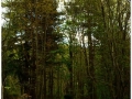 Montseny_005.jpg