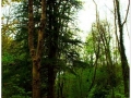 Montseny_006.jpg