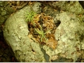 Montseny_013.jpg
