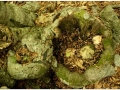 Montseny_014.jpg