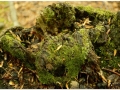 Montseny_015.jpg