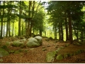 Montseny_020.jpg