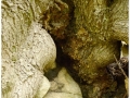 Montseny_031.jpg