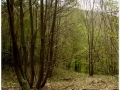 Montseny_039.jpg