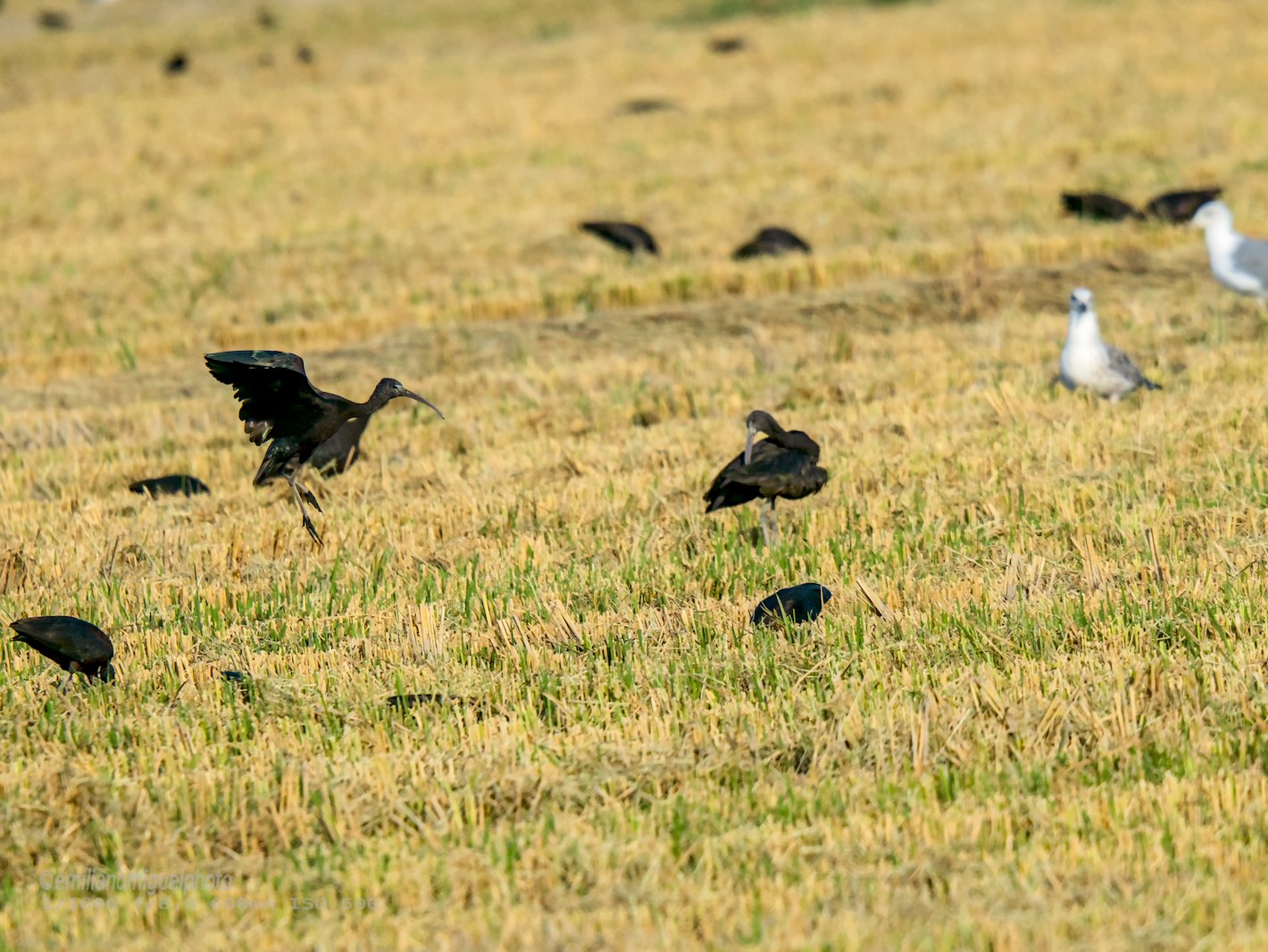 E9076404