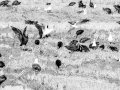 E9075995