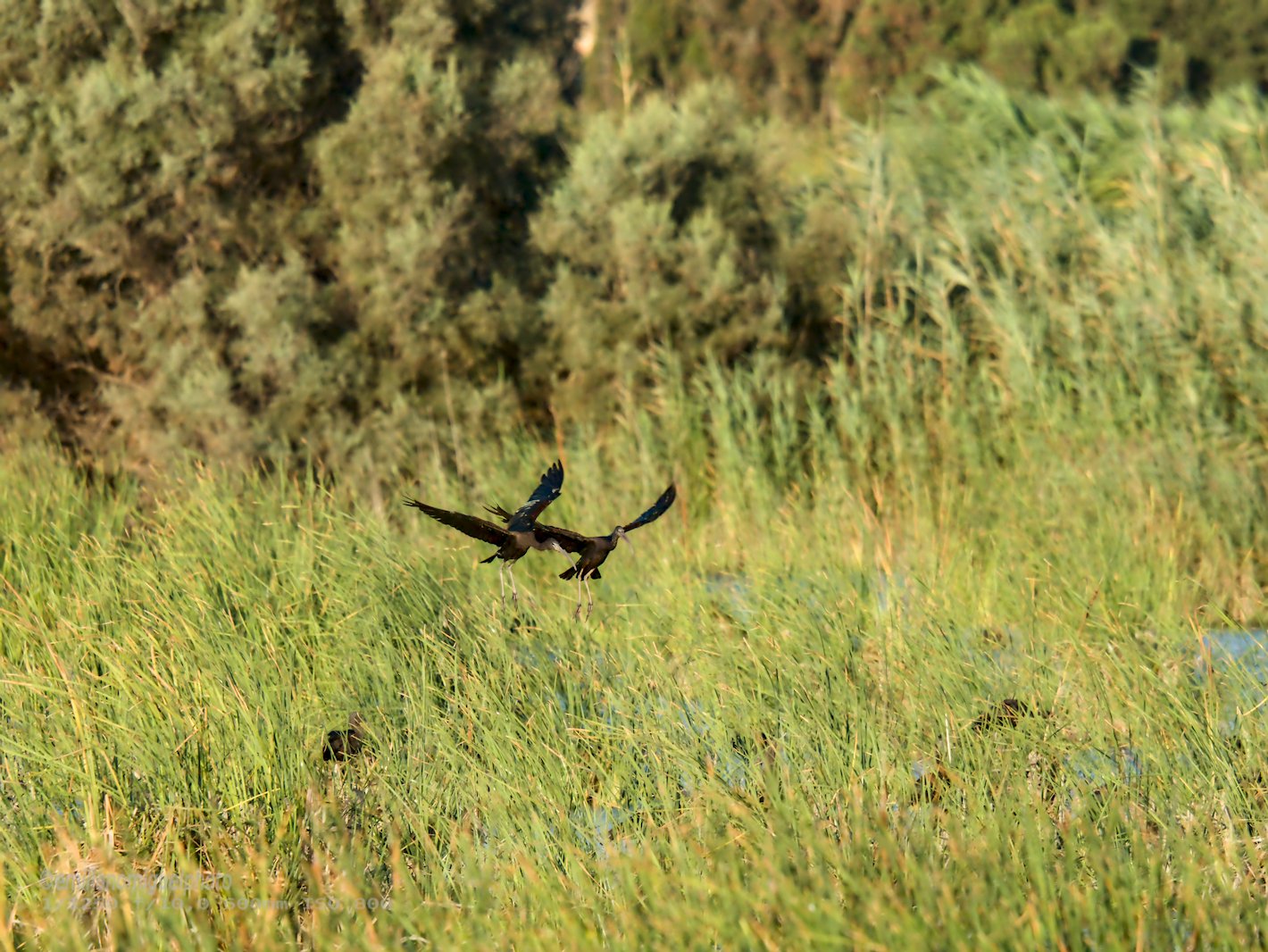 E9109592