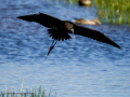 Morito Comun - Plegadis falcinellus - Capó reial