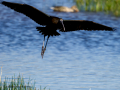 Morito Comun - Plegadis falcinellus - Capó reial