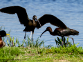 Morito Comun - Plegadis falcinellus - Capó reial