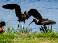 Morito Comun - Plegadis falcinellus - Capó reial