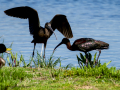 Morito Comun - Plegadis falcinellus - Capó reial