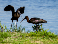 Morito Comun - Plegadis falcinellus - Capó reial
