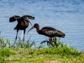 Morito Comun - Plegadis falcinellus - Capó reial