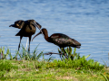 Morito Comun - Plegadis falcinellus - Capó reial