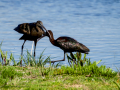 Morito Comun - Plegadis falcinellus - Capó reial