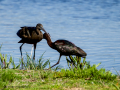Morito Comun - Plegadis falcinellus - Capó reial