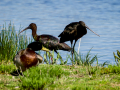 Morito Comun - Plegadis falcinellus - Capó reial