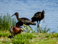 Morito Comun - Plegadis falcinellus - Capó reial