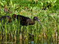 Morito Comun - Plegadis falcinellus - Capó reial