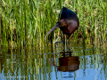 Morito Comun - Plegadis falcinellus - Capó reial