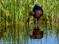 Morito Comun - Plegadis falcinellus - Capó reial