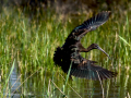 Morito Comun - Plegadis falcinellus - Capó reial