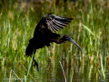 Morito Comun - Plegadis falcinellus - Capó reial