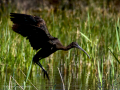 Morito Comun - Plegadis falcinellus - Capó reial