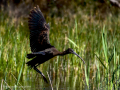 Morito Comun - Plegadis falcinellus - Capó reial