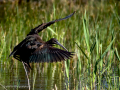 Morito Comun - Plegadis falcinellus - Capó reial