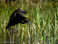 Morito Comun - Plegadis falcinellus - Capó reial