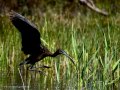 Morito Comun - Plegadis falcinellus - Capó reial