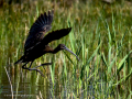 Morito Comun - Plegadis falcinellus - Capó reial