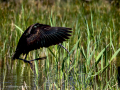 Morito Comun - Plegadis falcinellus - Capó reial